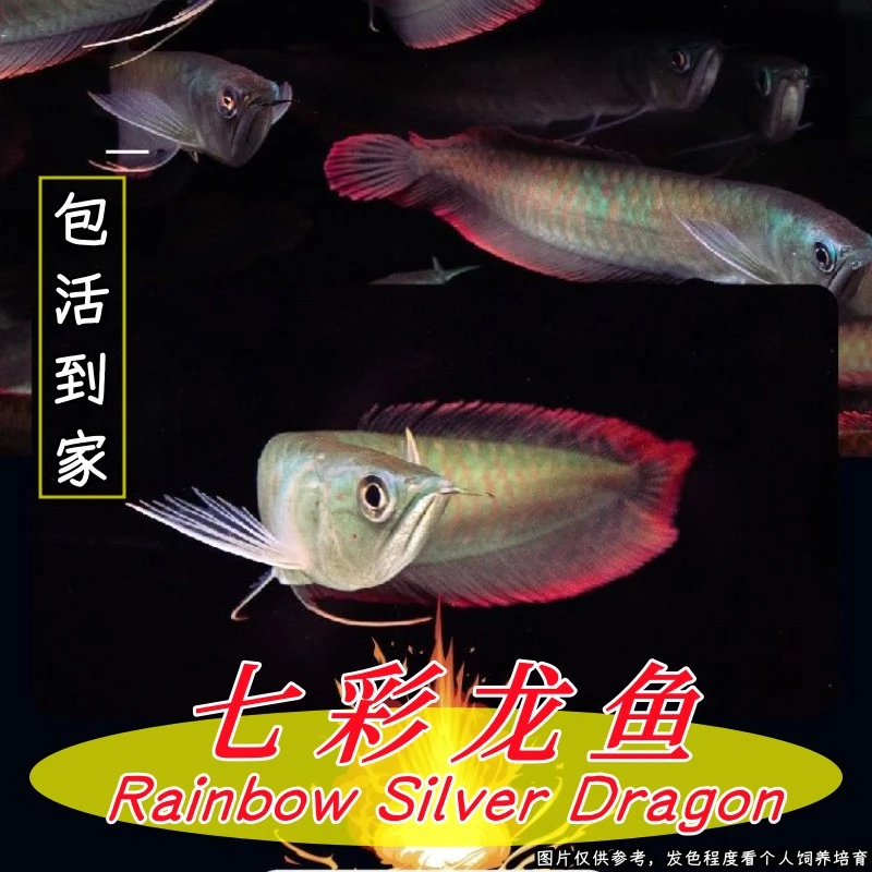 新七彩银龙鱼活体中大型热带淡水黄化白子银龙鱼苗红龙金龙观赏鱼