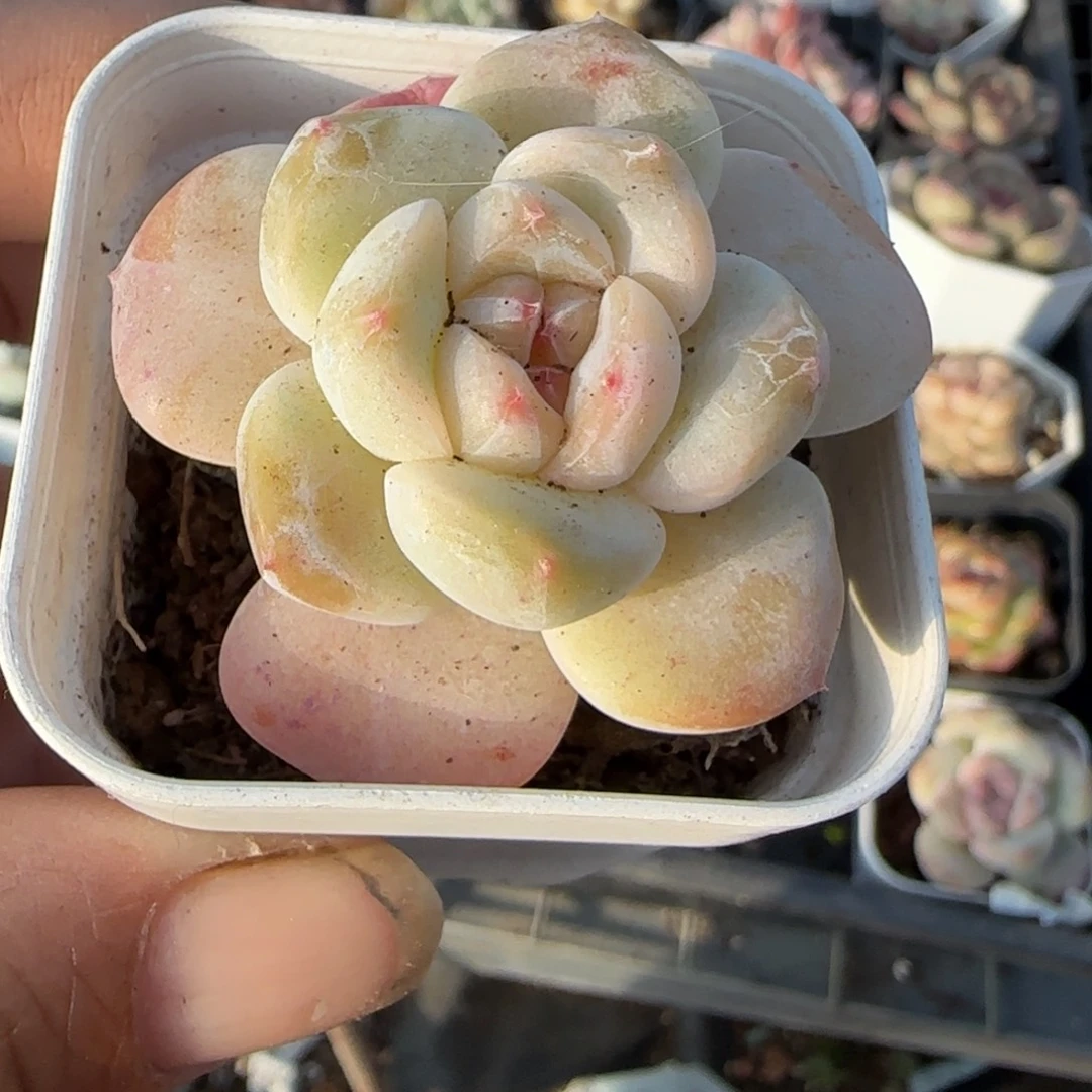 多肉小卡拉米糖心一物一拍