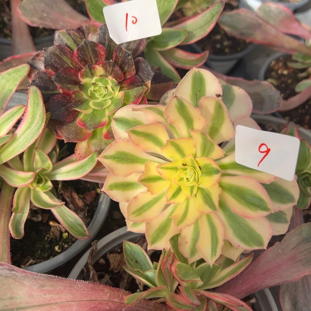 9绿迫10伯爵多肉植物