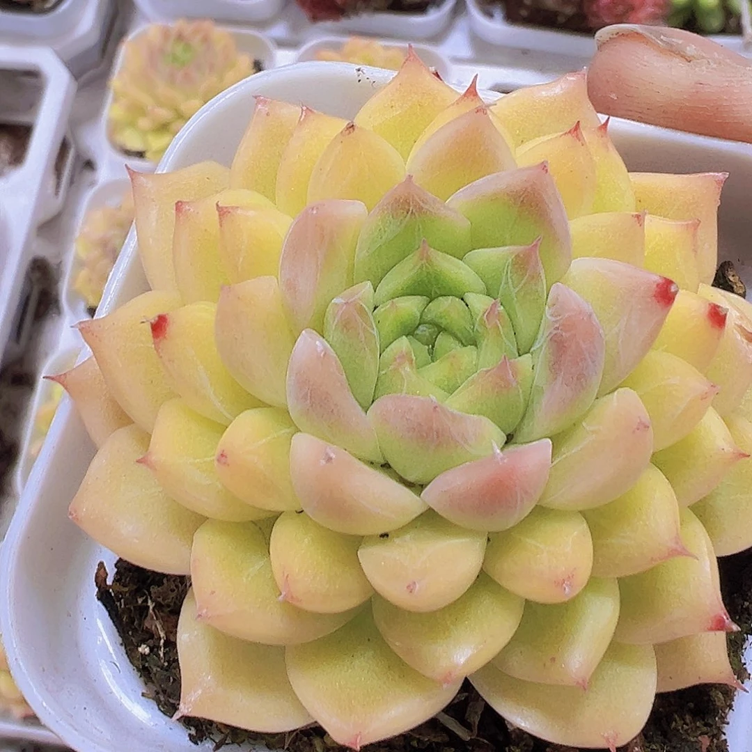 黄金麦杆19包邮多肉