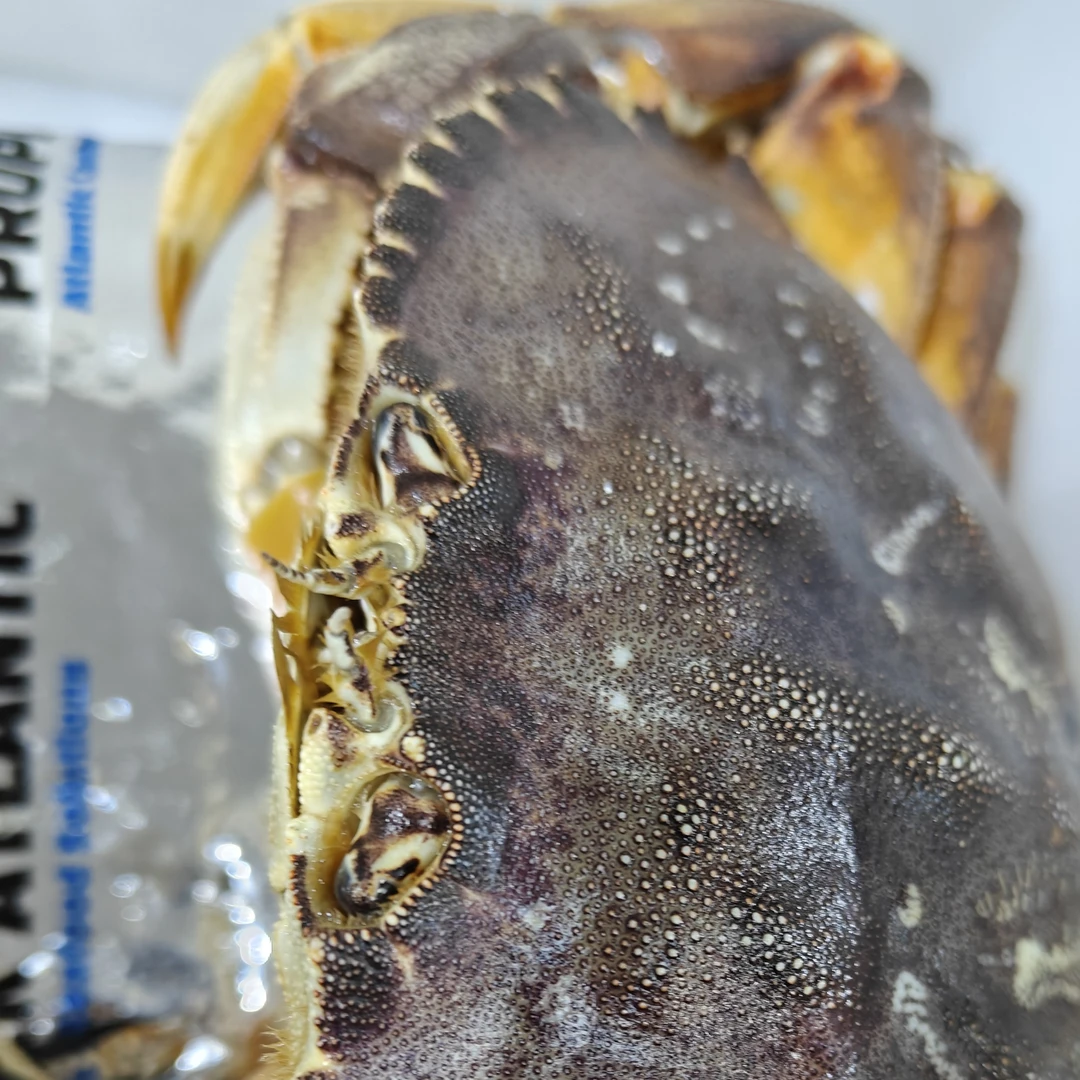 精品珍宝蟹一只装蟹同城配送海鲜