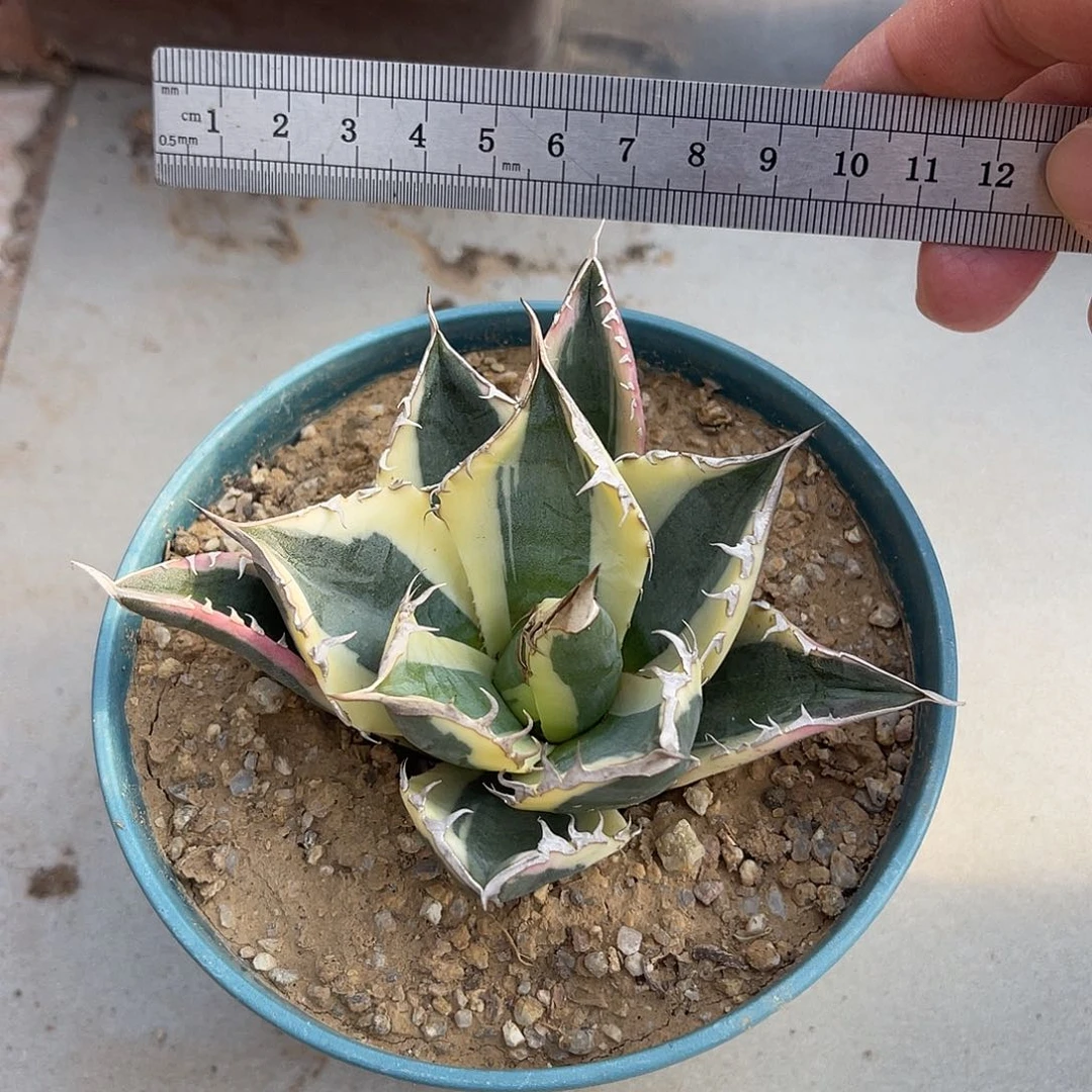 龅牙锦龙舌兰一物一拍