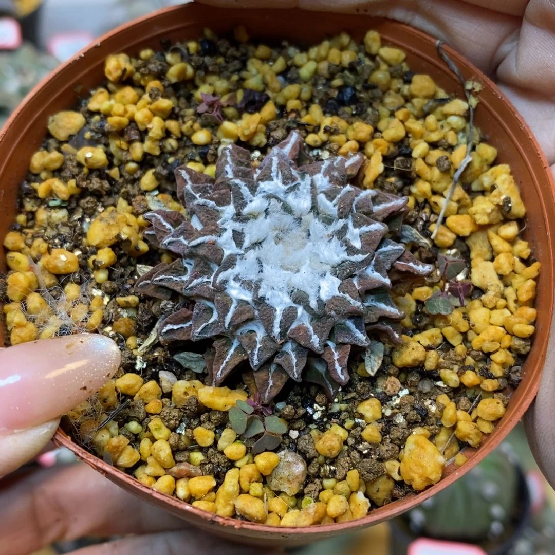 52号 自根黑牡丹4.3公分带盆土