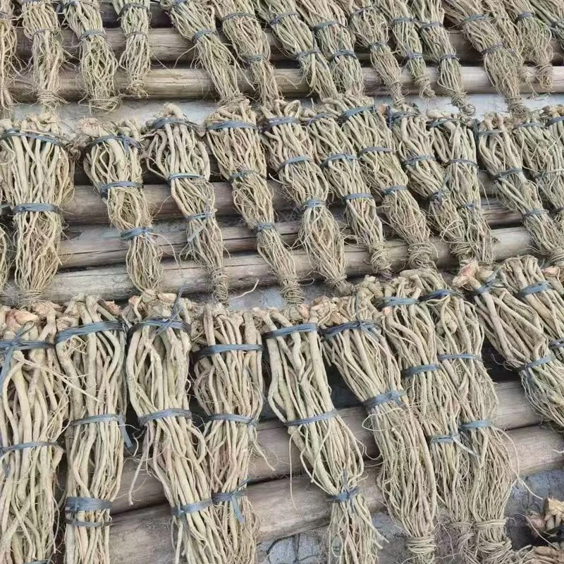 正宗鱼藤根清塘不伤虾蟹不影响水质可用于捕鱼闹鱼