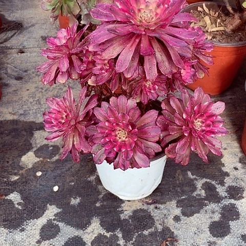 美肌多肉法师214号有处理