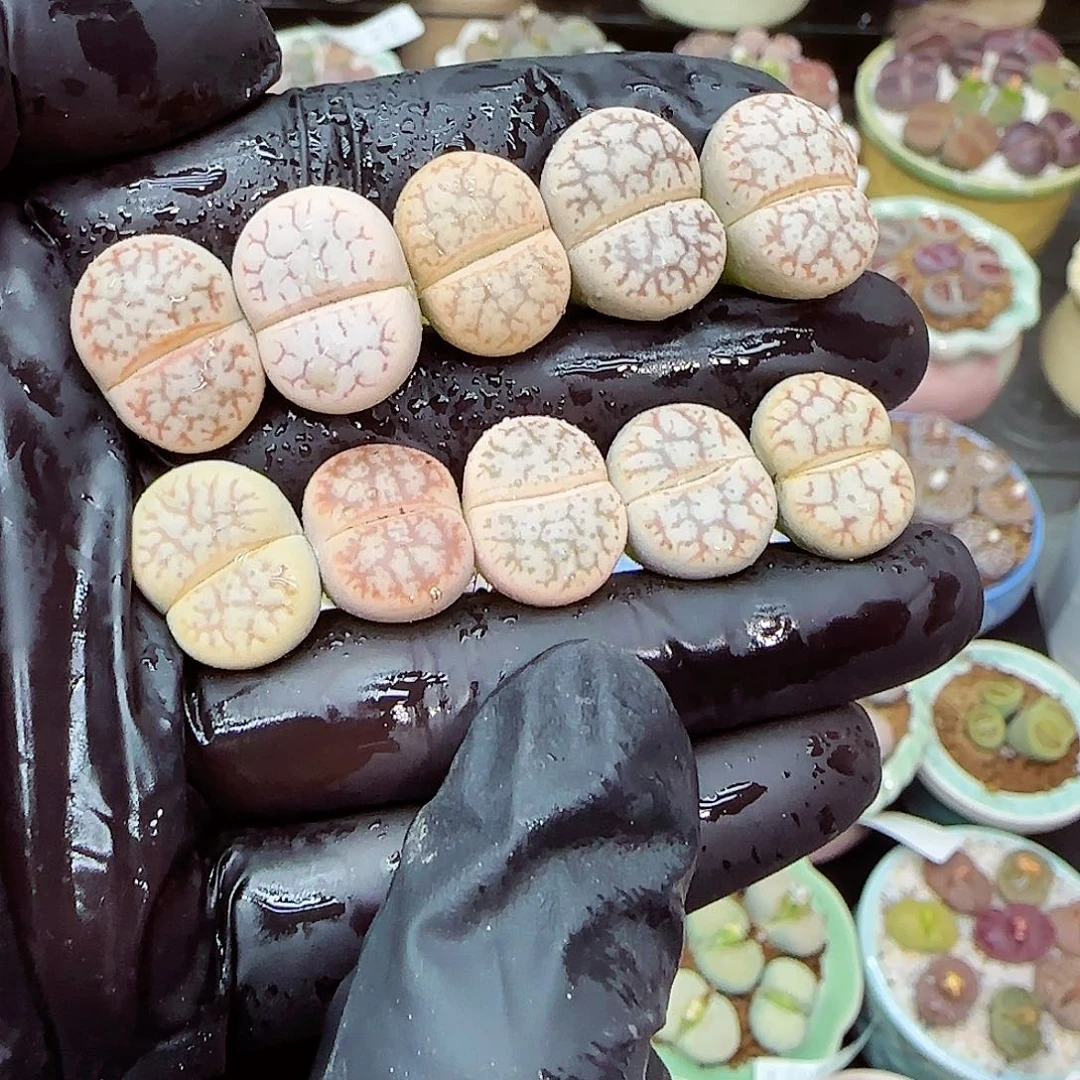 生石花满18包邮1114-90