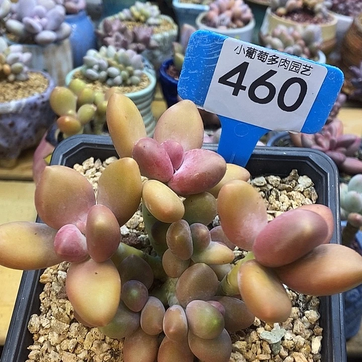 芒果奶460号的啊啊啊多肉啊啊微瑕