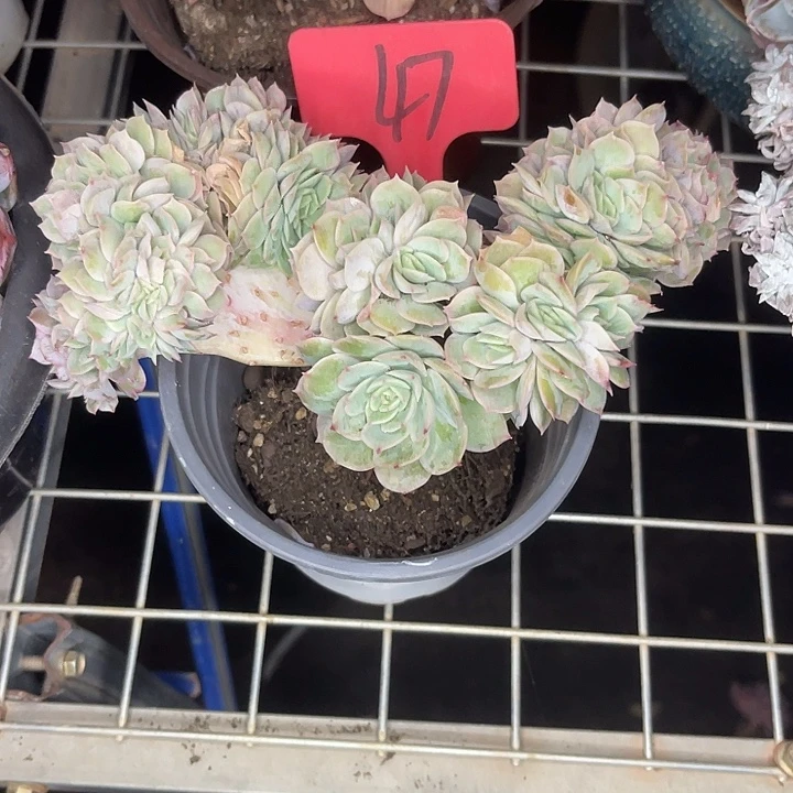 两单包邮，一物一拍47昂斯洛缀