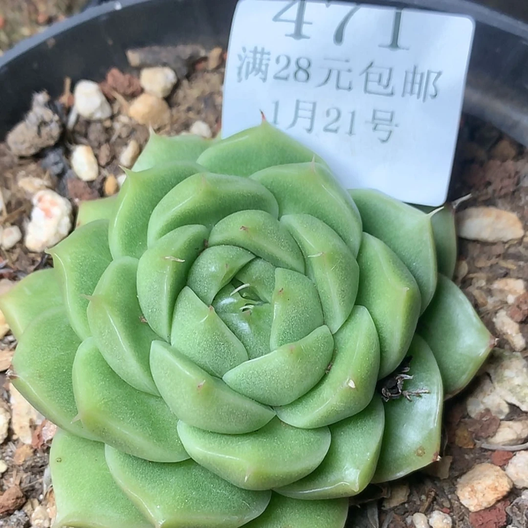 【闪购商品】云471