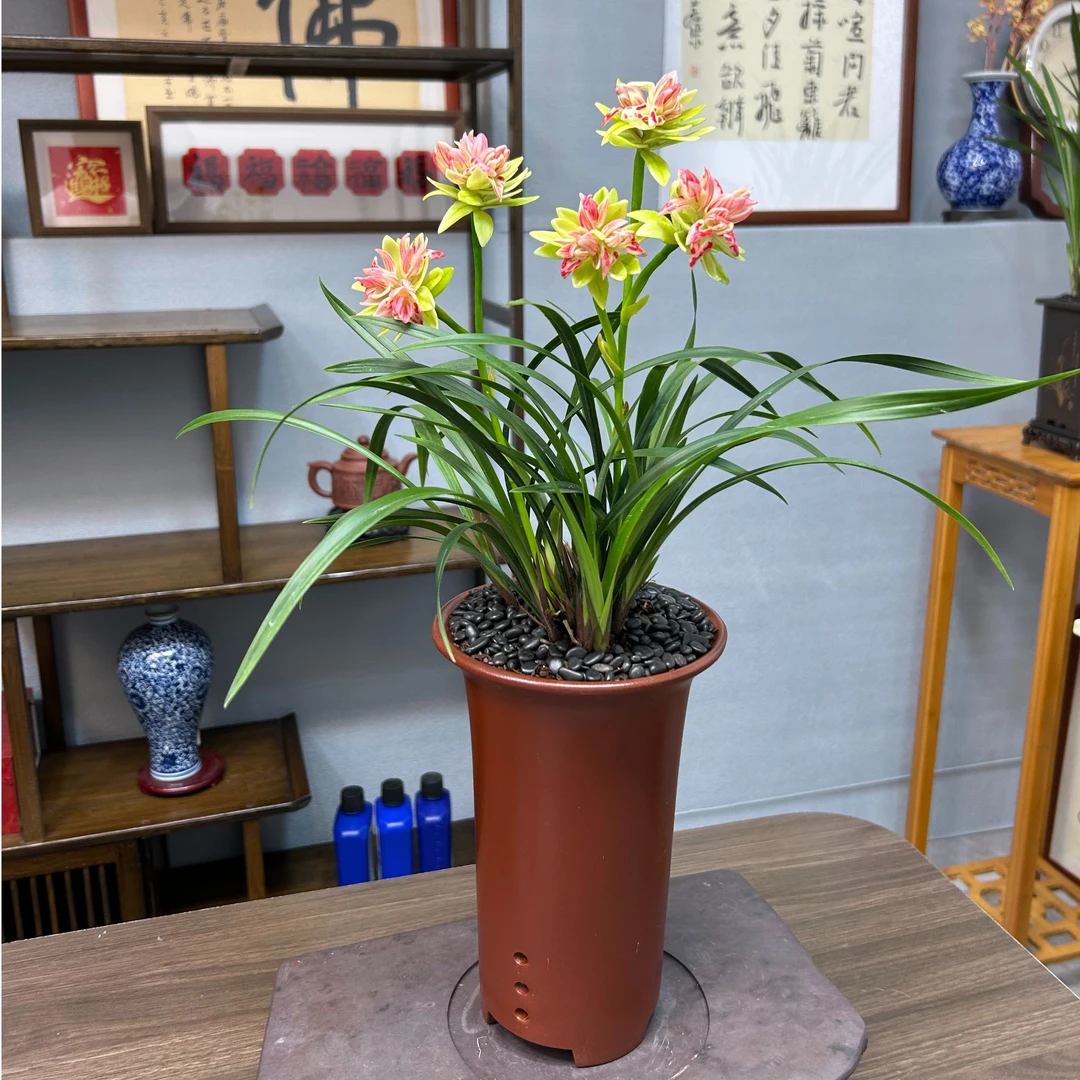 【带花剑】建兰奇花神舟奇蝶兰花 紫砂盆种好发货