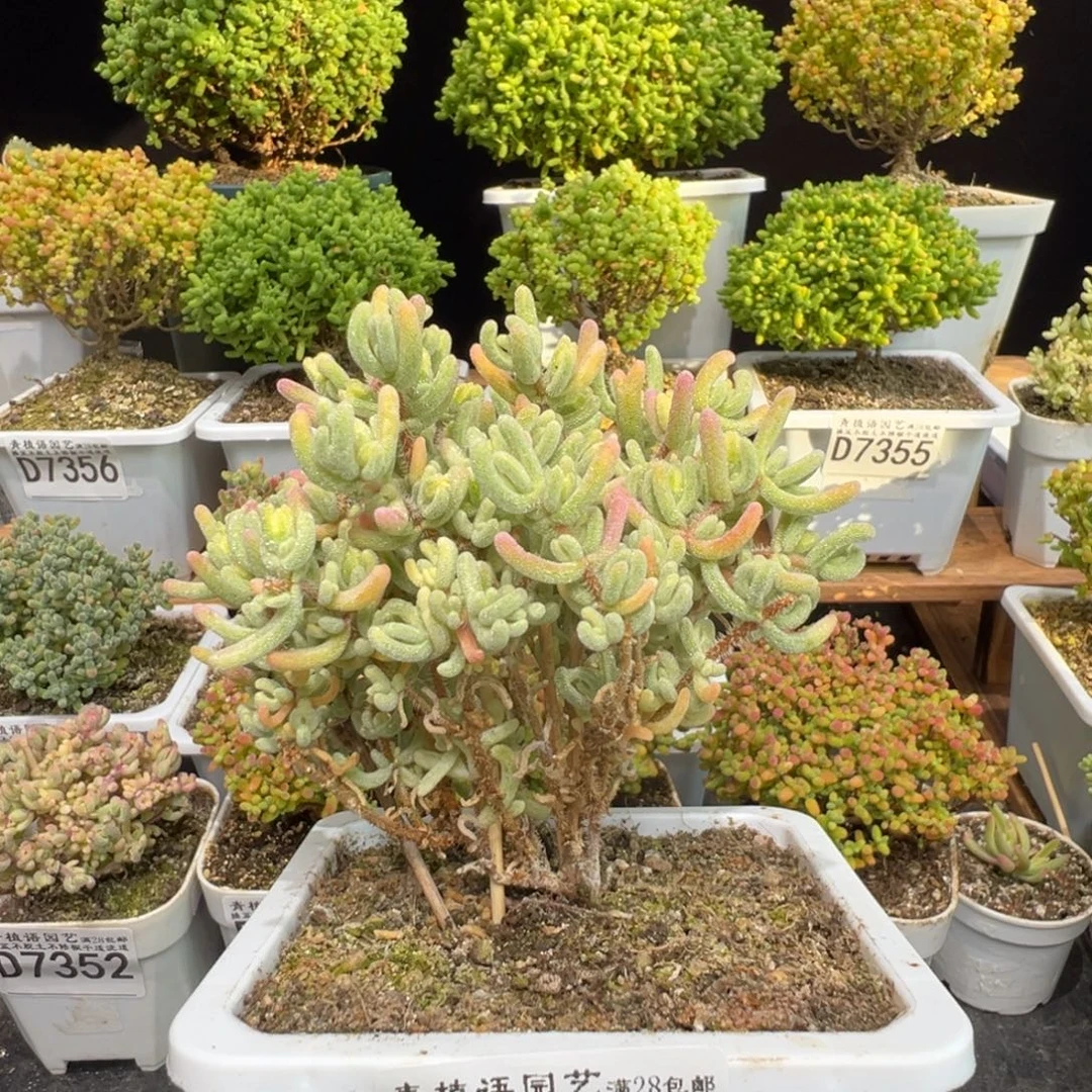 d7362橙叶白锦枝干