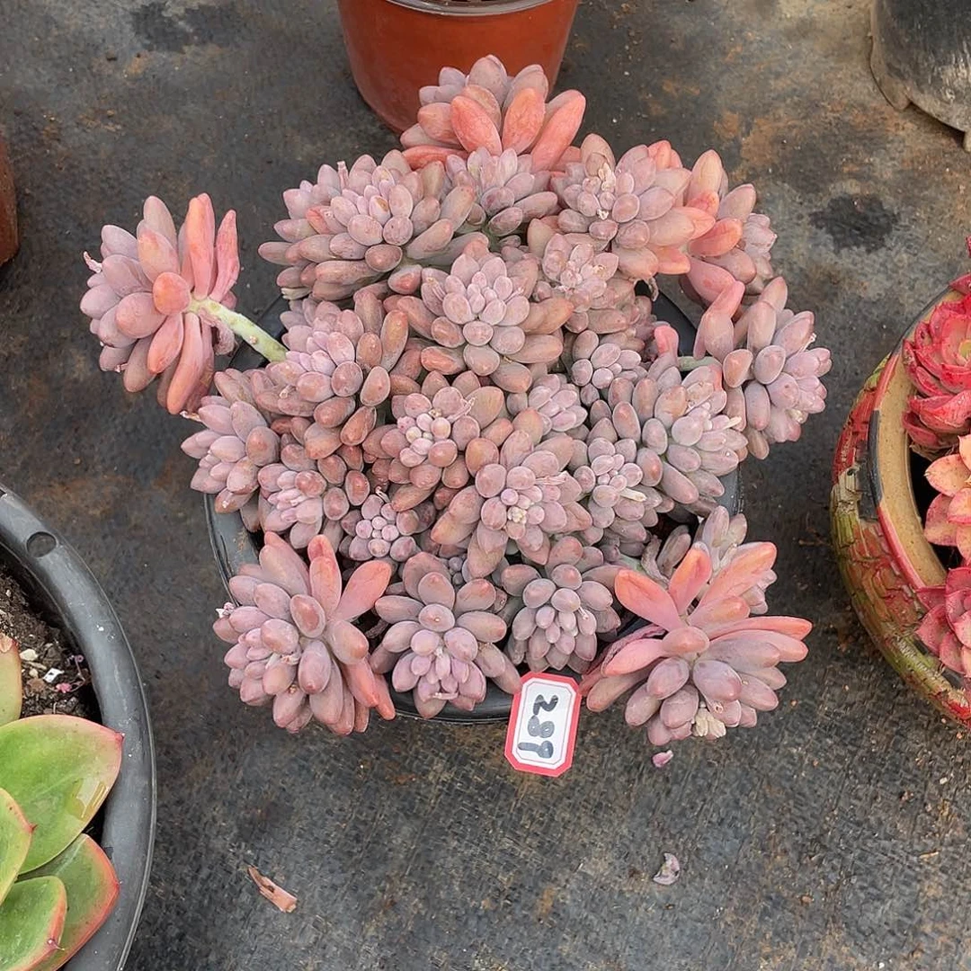 289星黛露 一物一拍多肉