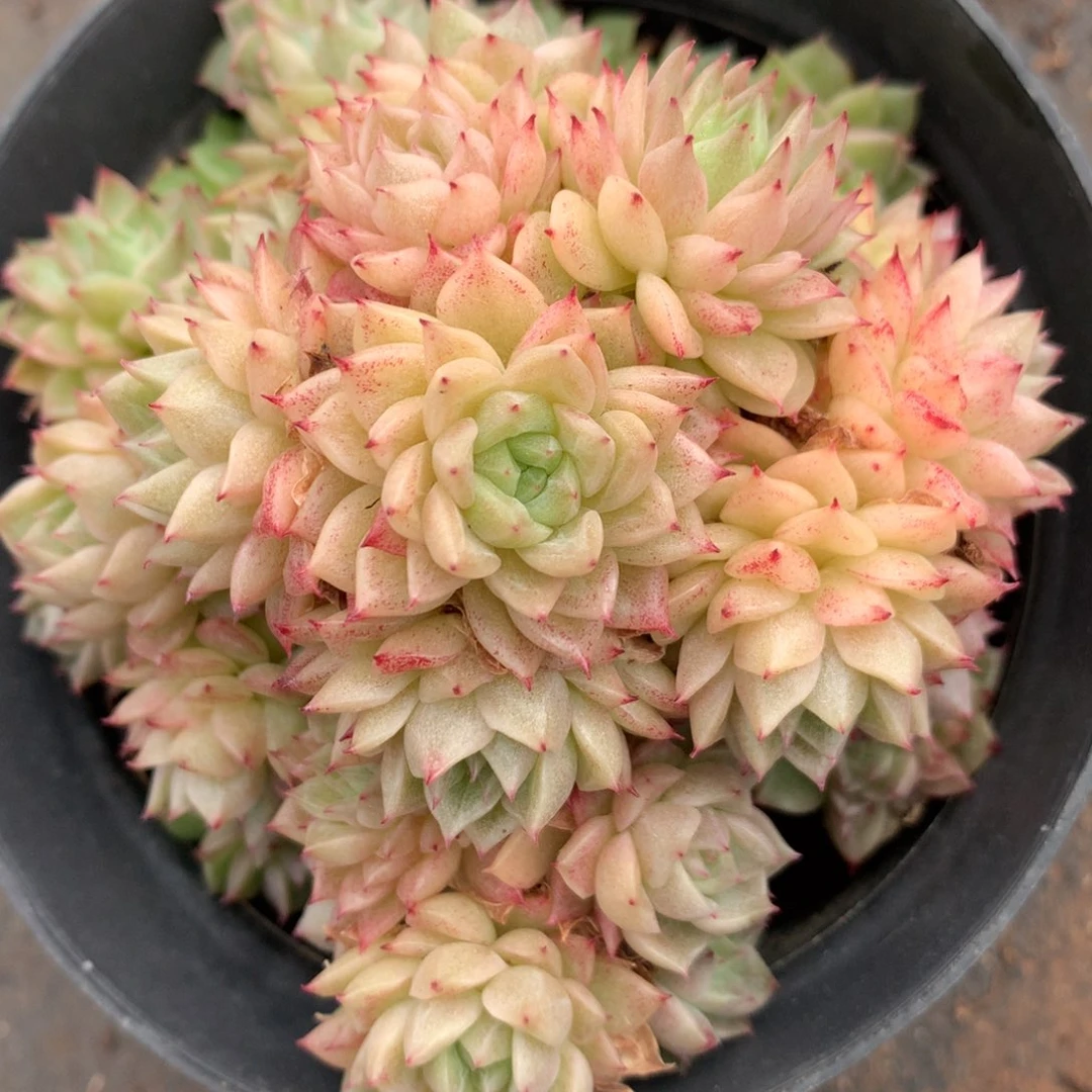 云*朵5824不包整散掉头不售后