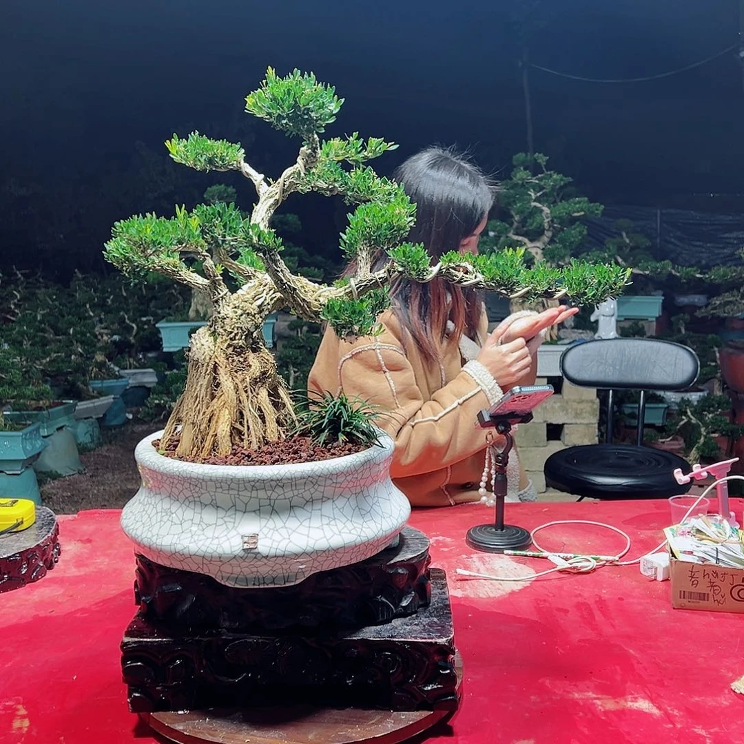 无花朵广东黄杨盆景