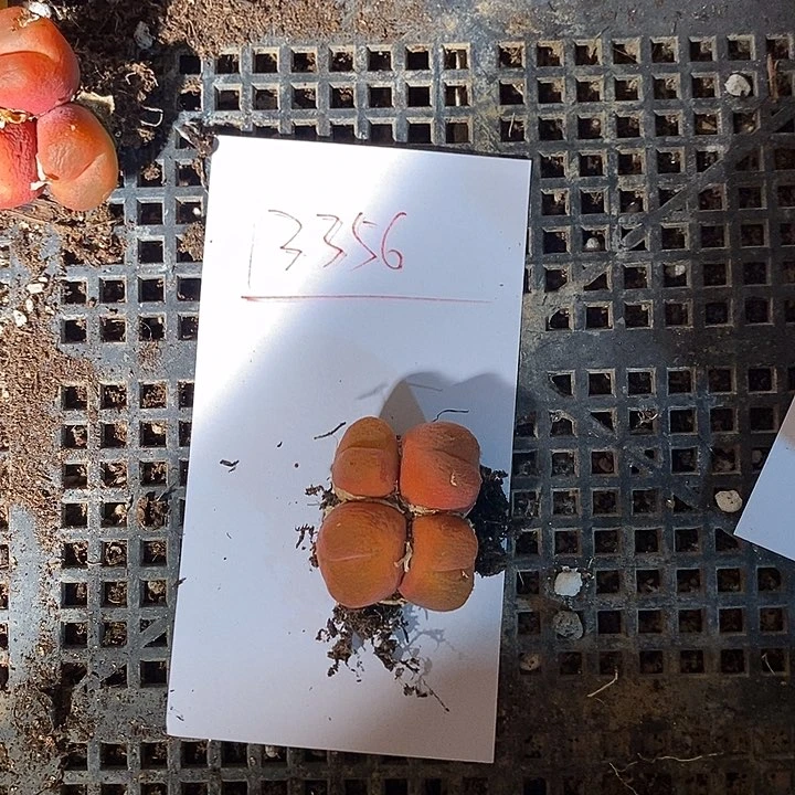 那*张13356。          小伤。