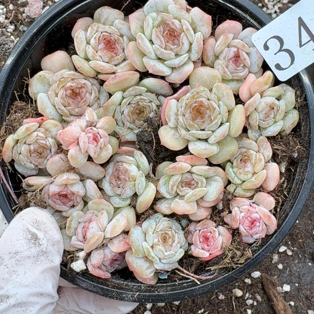 多肉植物多肉植物346