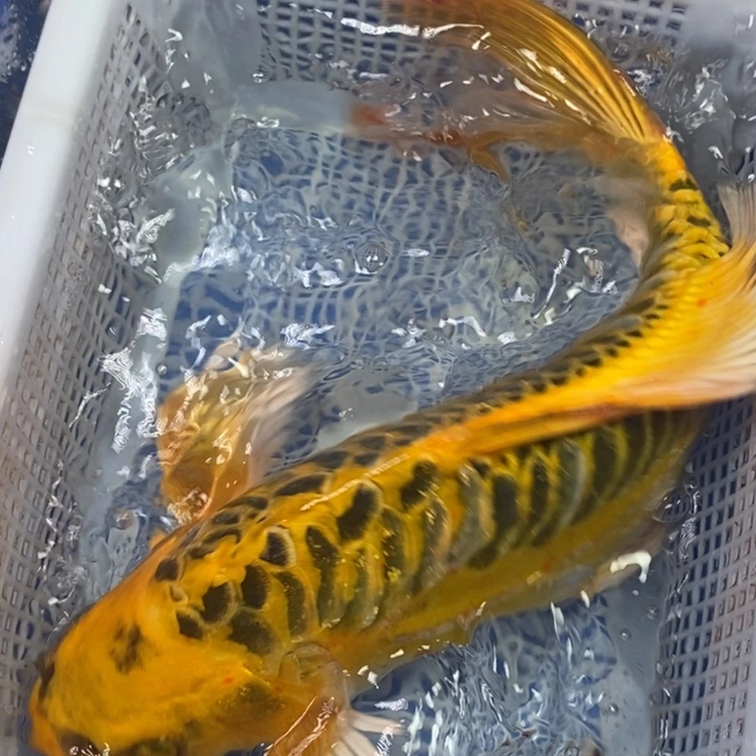 锦鲤冷水锦鲤包邮
