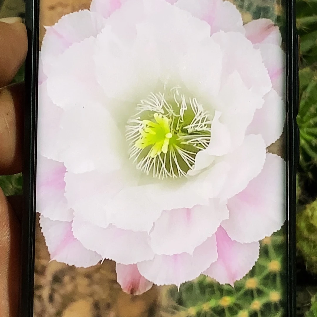 彩 星落侧芽歪20包邮/5公分