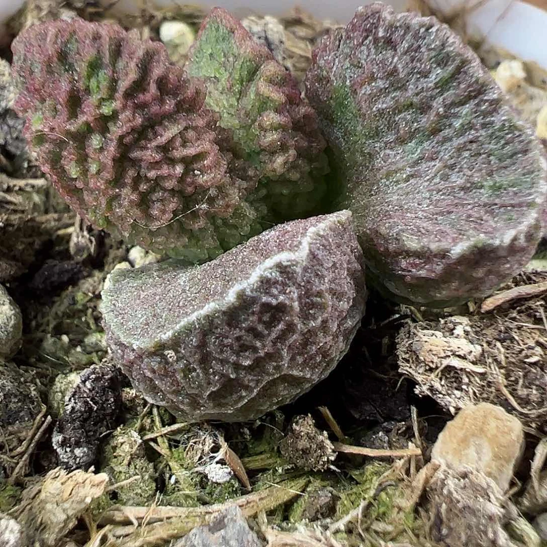 实生新品多肉植物水泡
