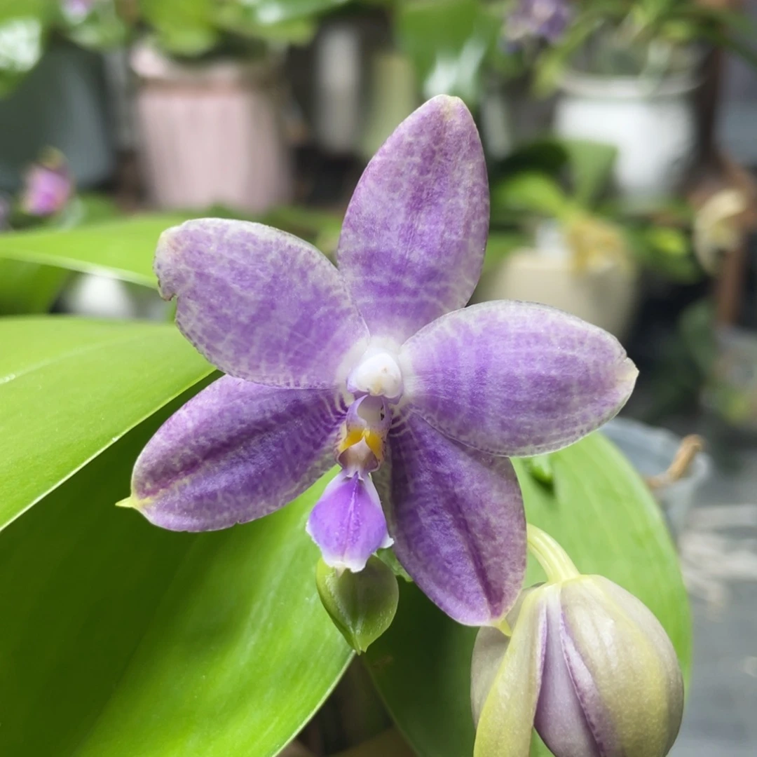 完全开放YW08，2.5杯开花株