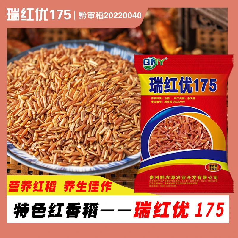 特色红米水稻瑞红优175长粒杂交红米水稻种子杂粮种子