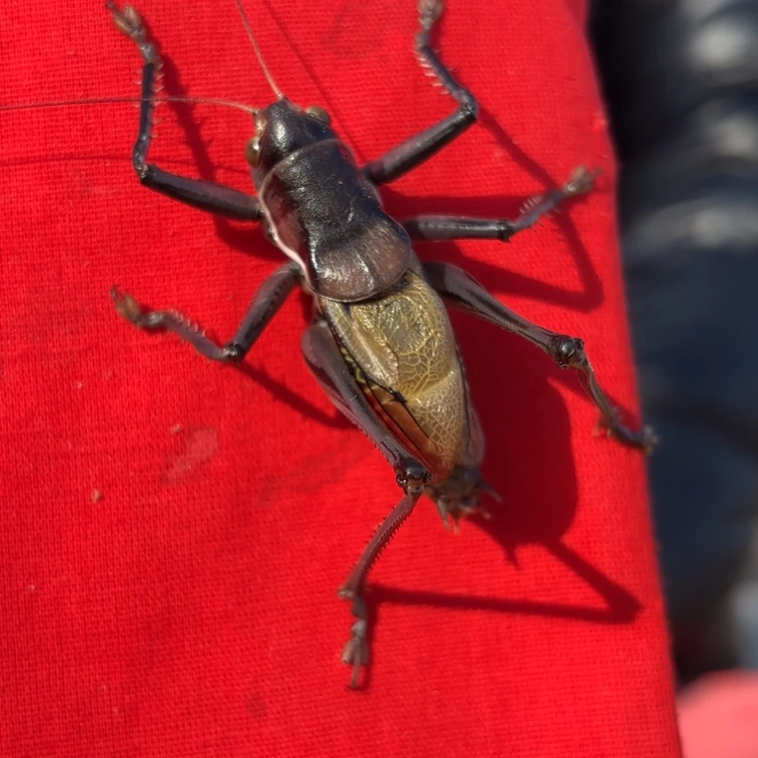 千***桃蝈蝈蝈蝈福福价格