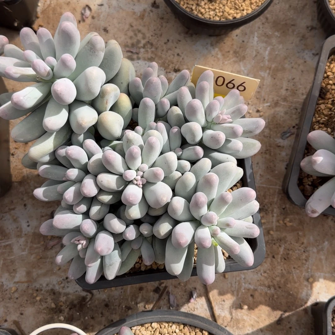 泡***泡0066。      米可奶多肉