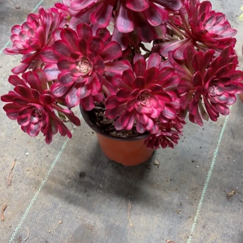 唐多肉植物白月光锦。