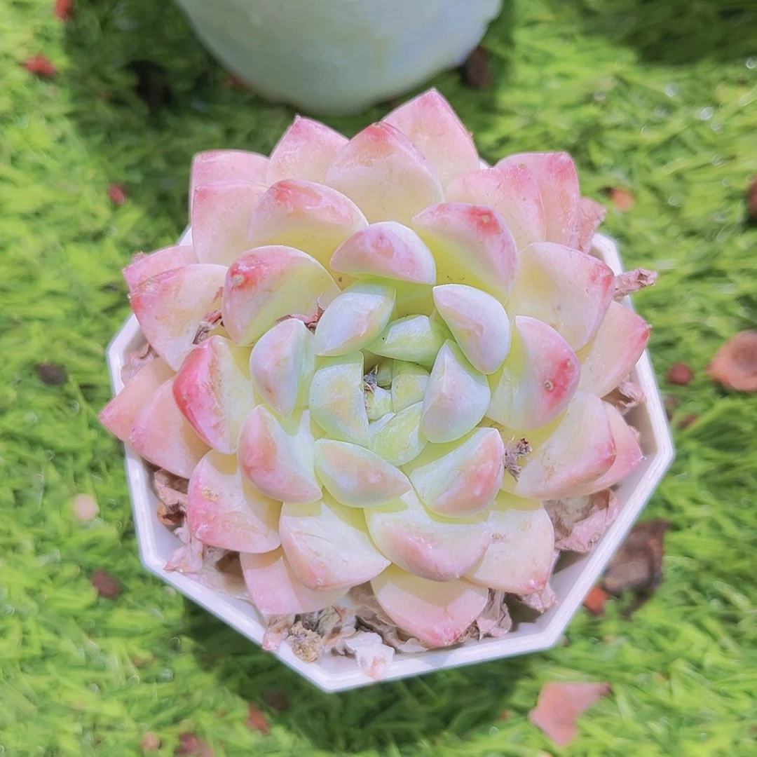 96号88888888888888888