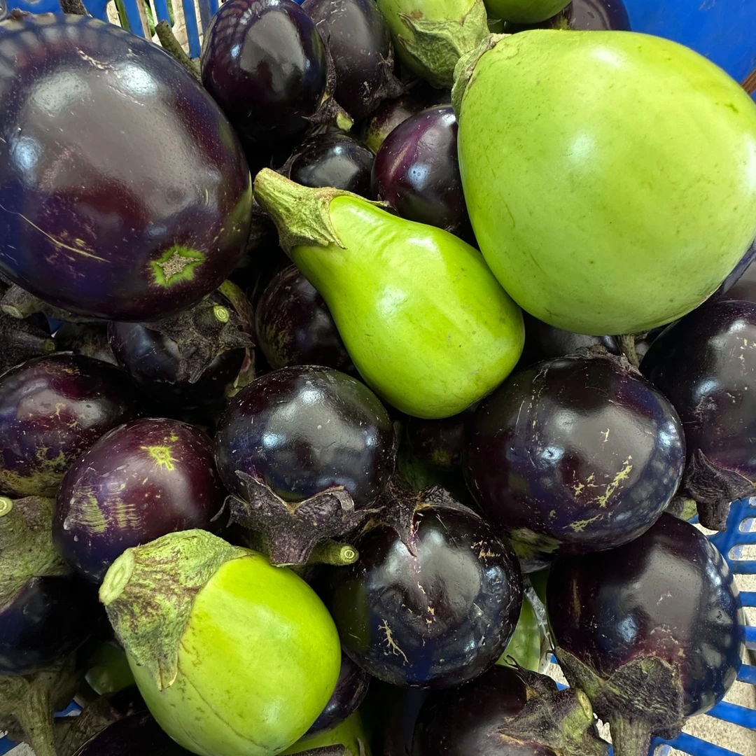 湖北正宗农家自种新鲜茄子现摘现发产地直销坏必赔家常菜食材