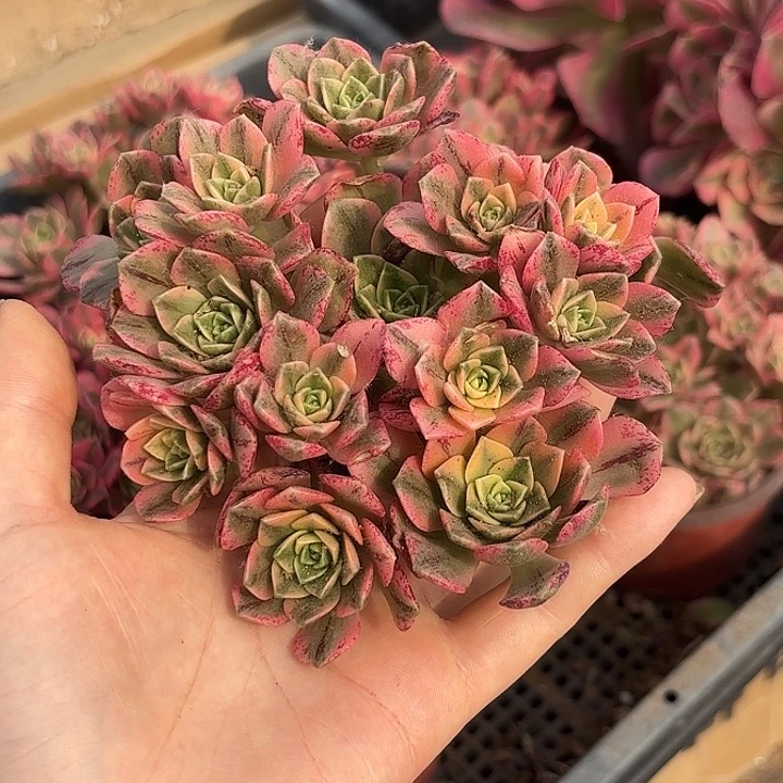 甜茶法师随机3盆一组发货