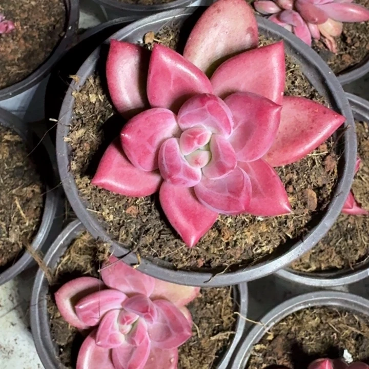 赫菲斯托 单头  一物一拍