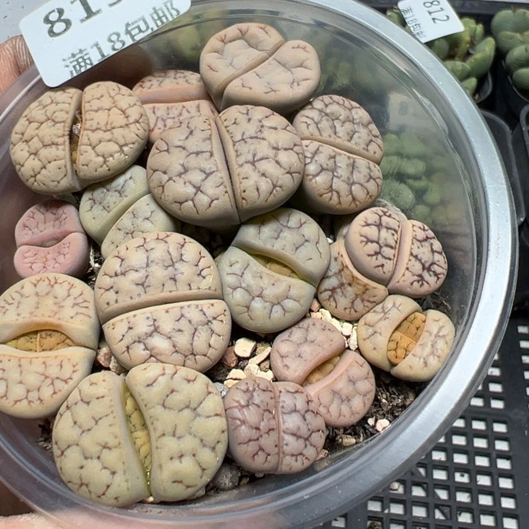 【闪购商品】 819。