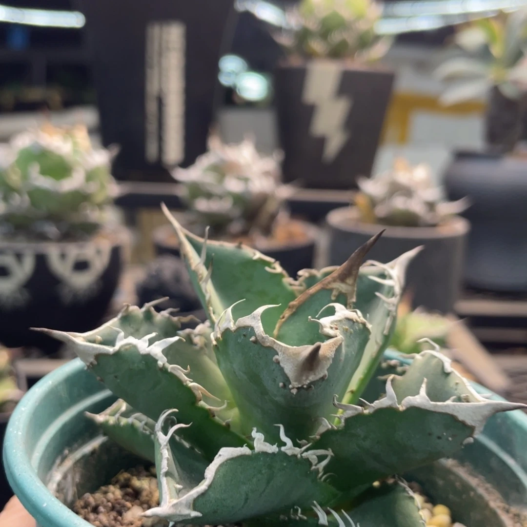 星空背刺88888888888888