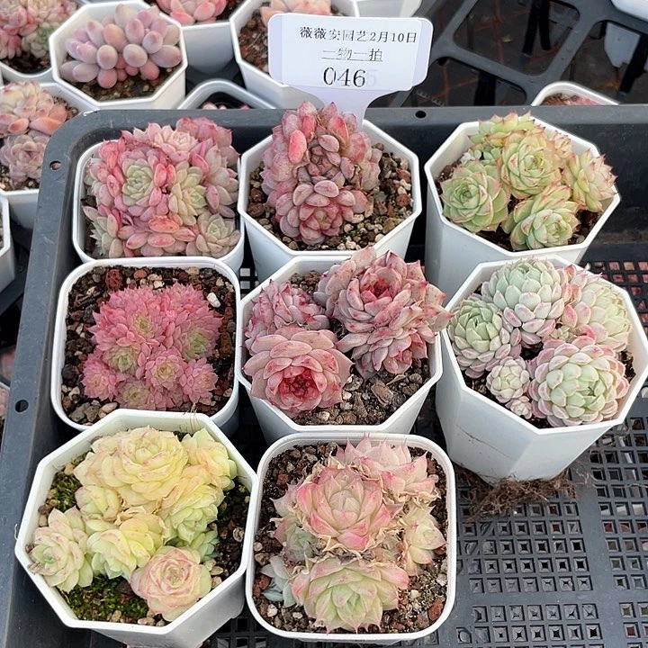 薇薇安园艺多肉046
