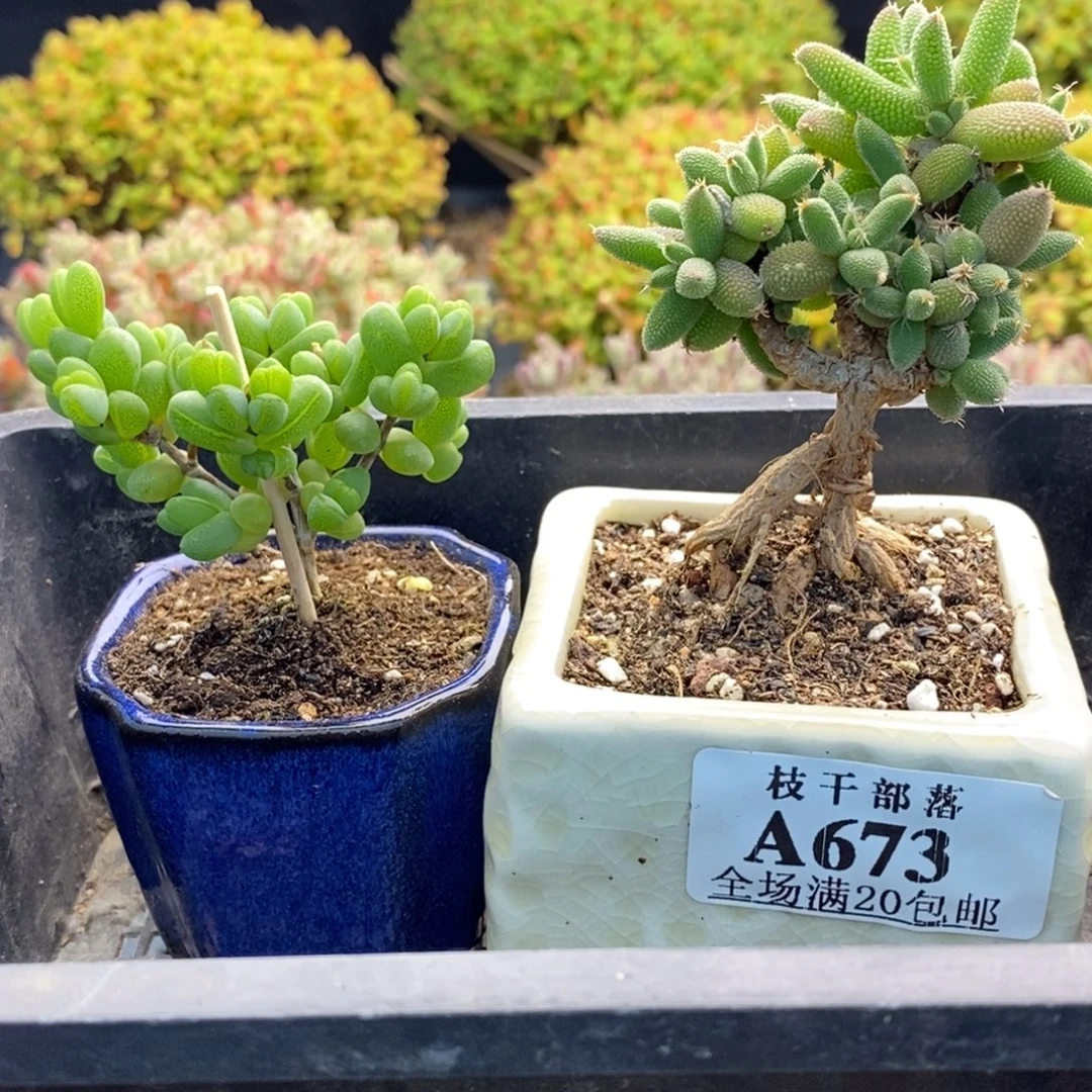 鹅****673元宝+玉米 。