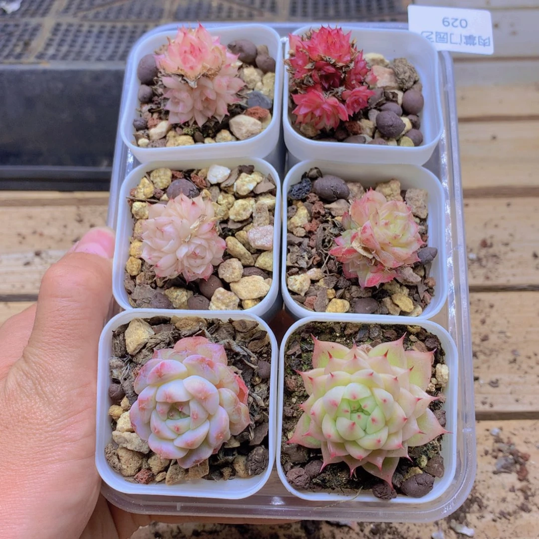 我要去看你了啊029