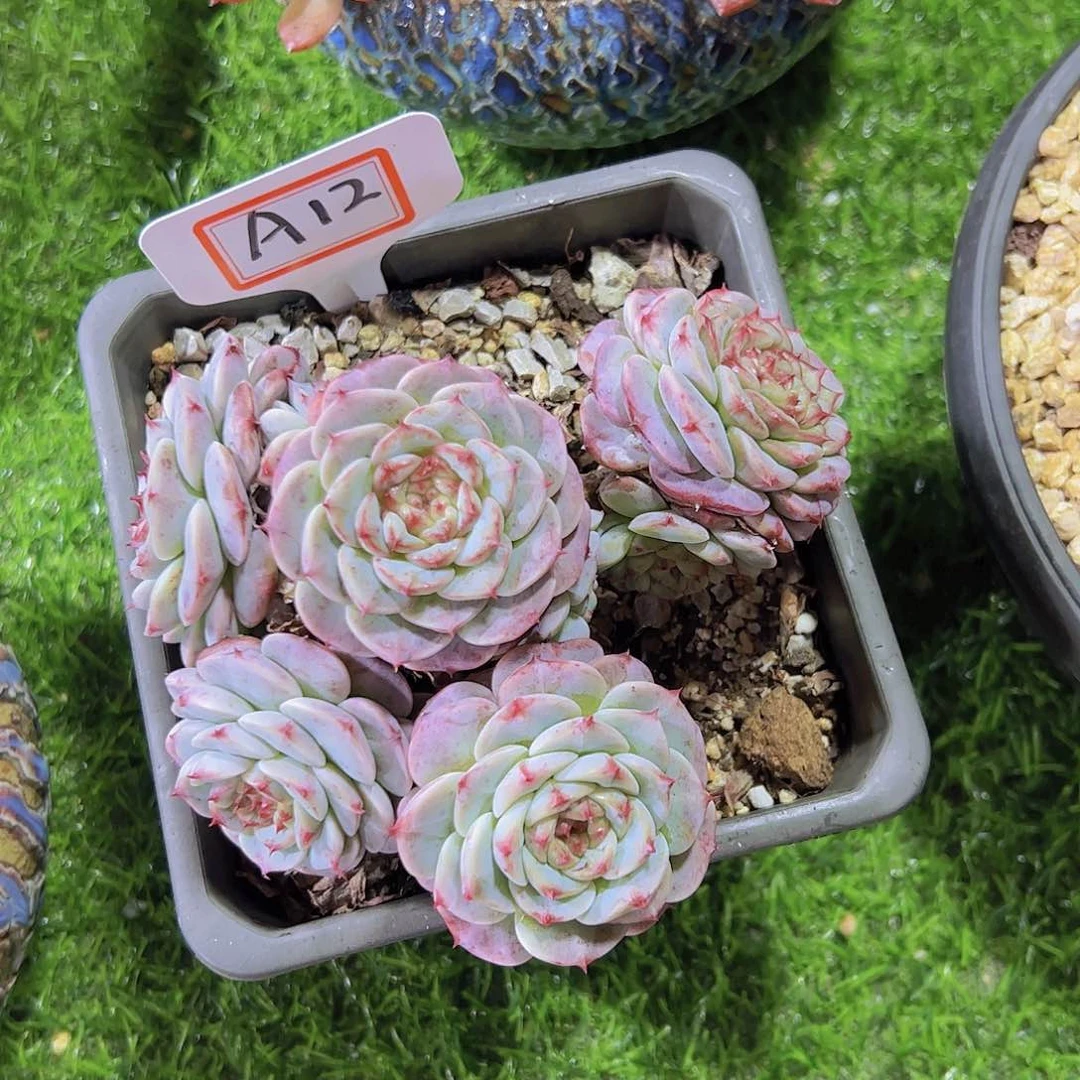 刘*业A12天鹅绒28元元元