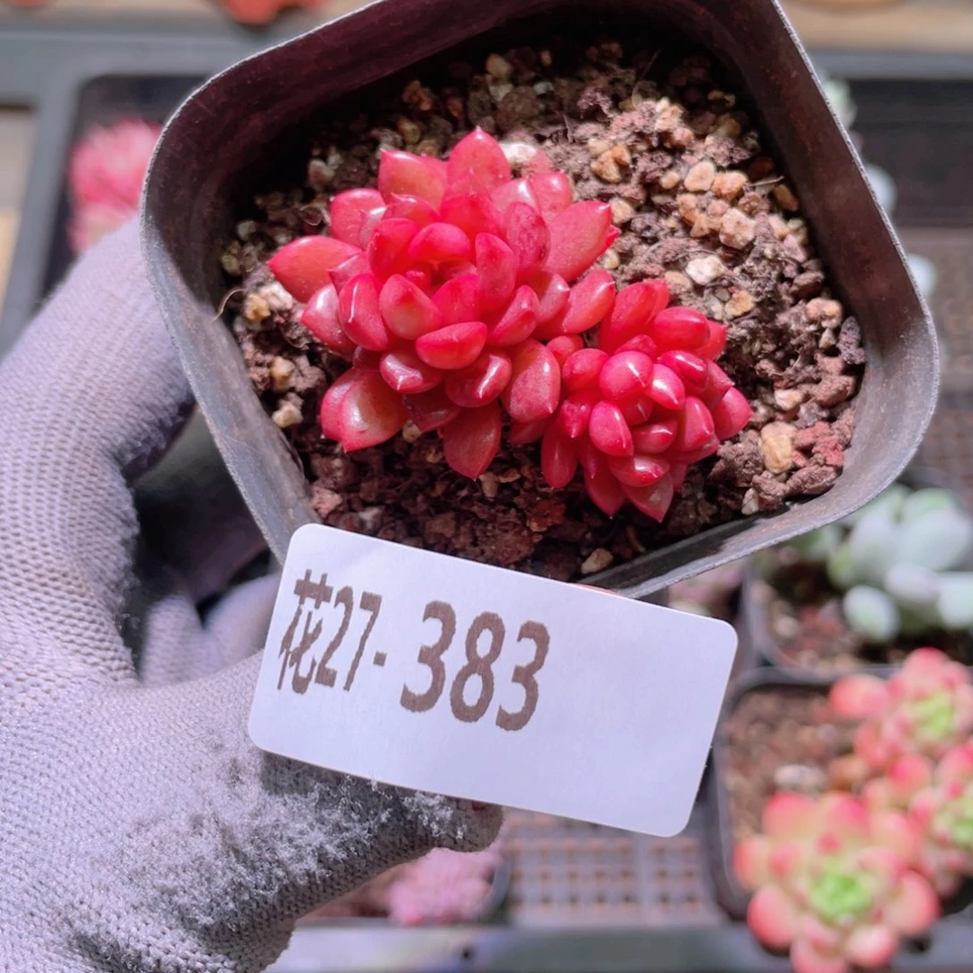 花利美27-383红宝石