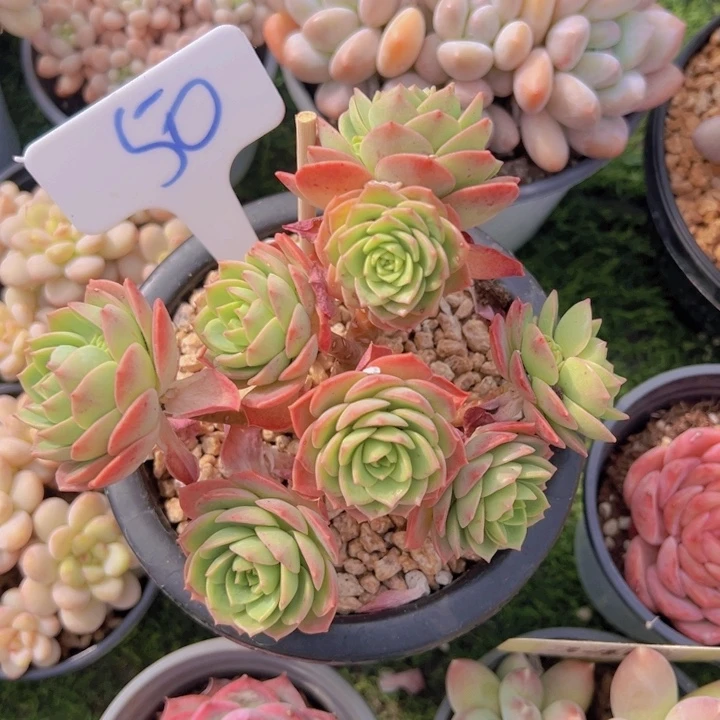 健健康康平平安安