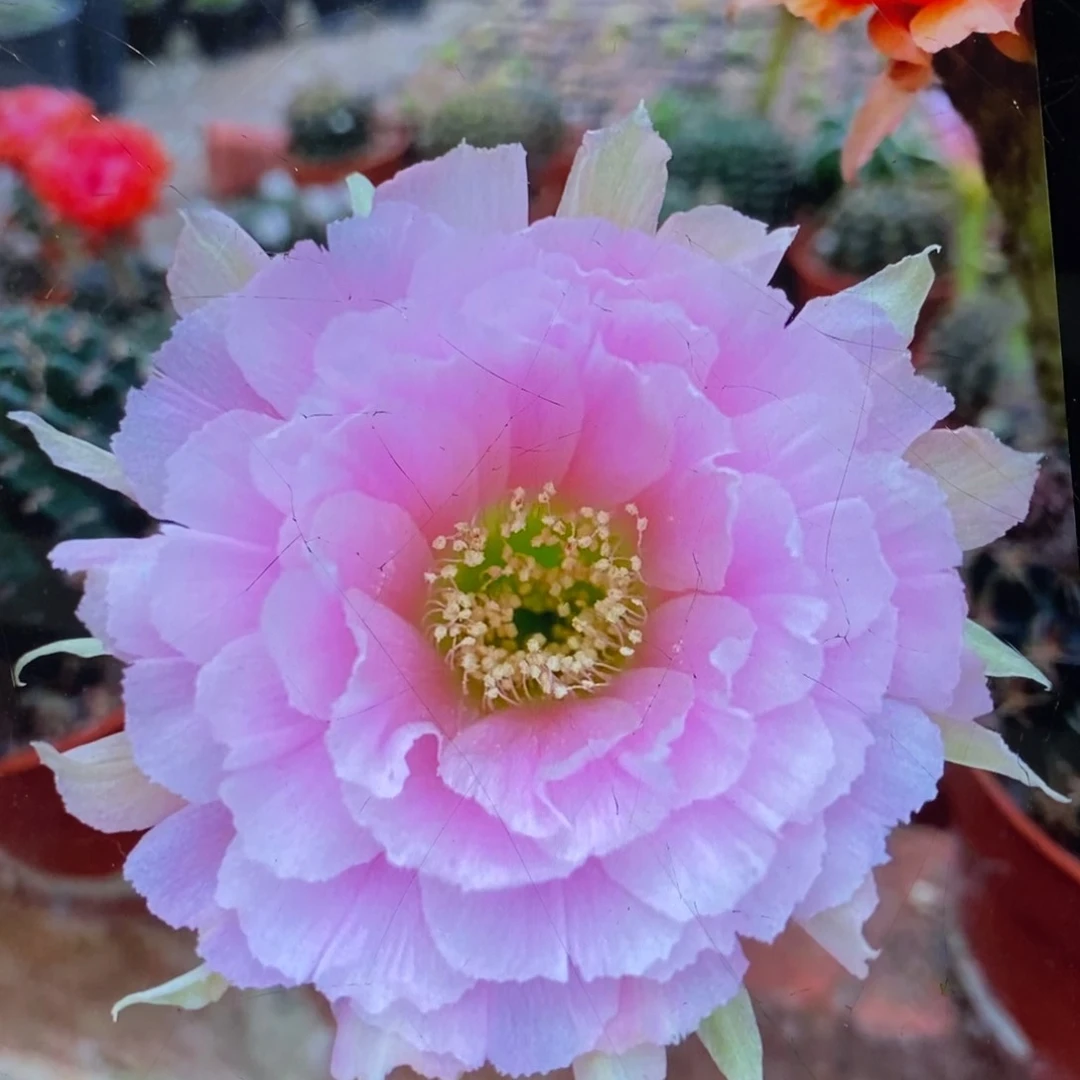 新品丽花L46侧芽一个