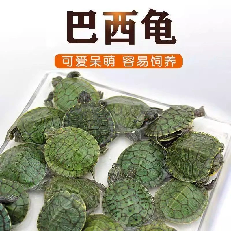 巴西龟苗干苗2只不分公母