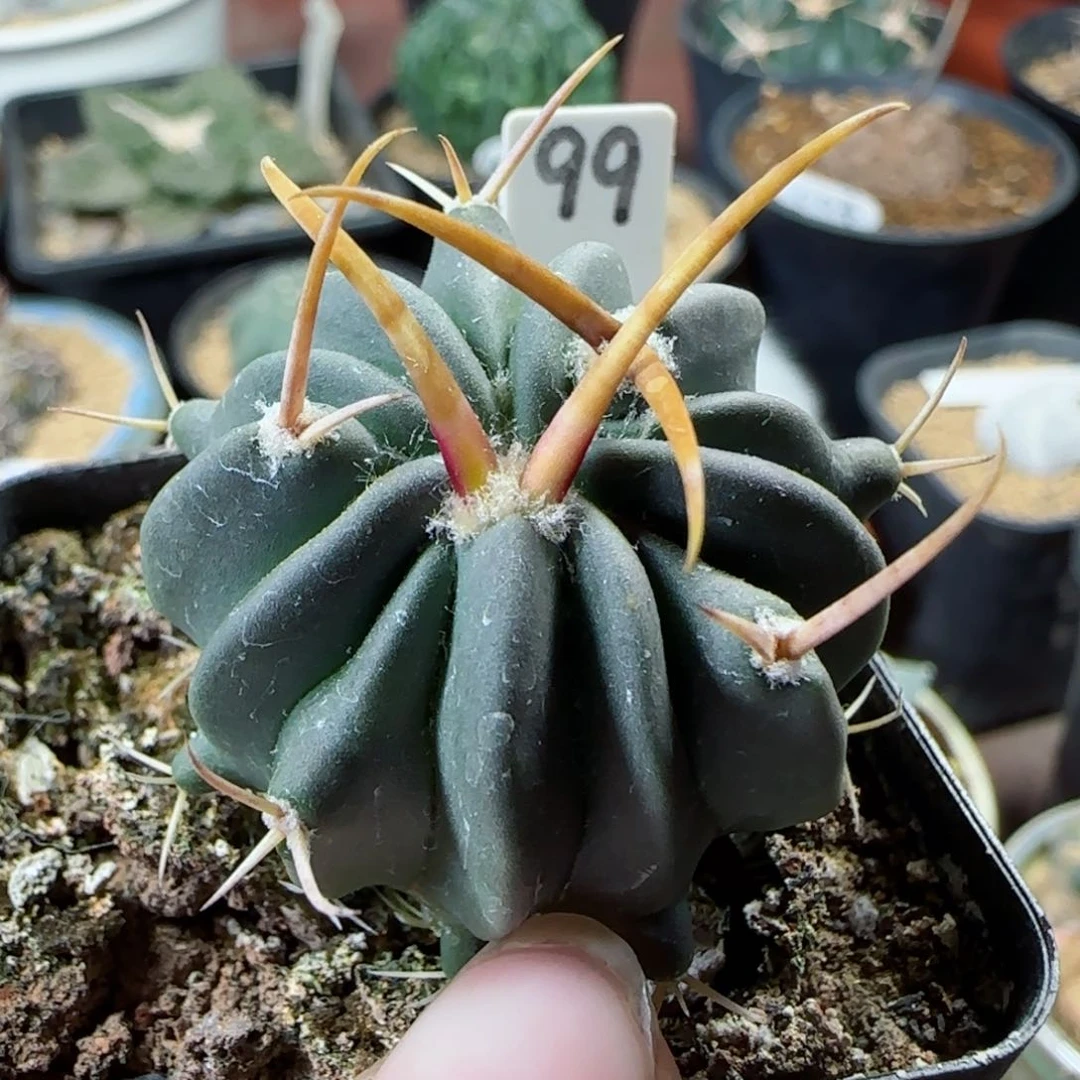 99实生龙剑多肉3.5厘米