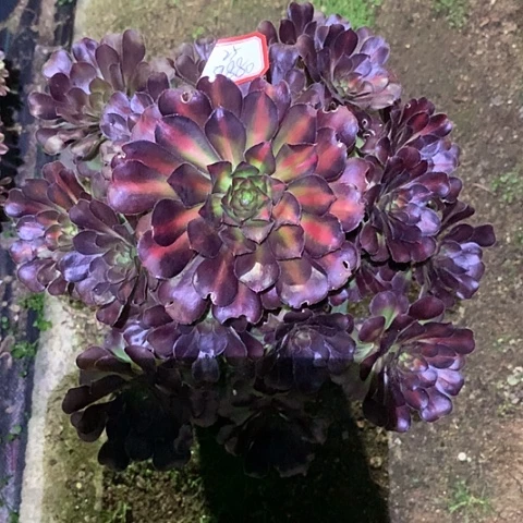 冉*8880晚霞多肉植物