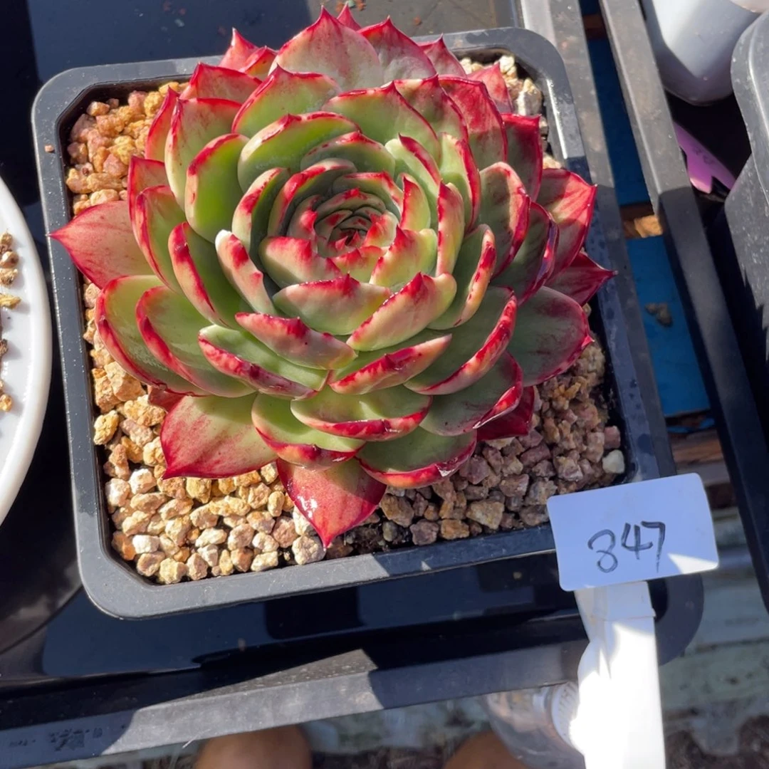 惊鸿仙子冠服16左右