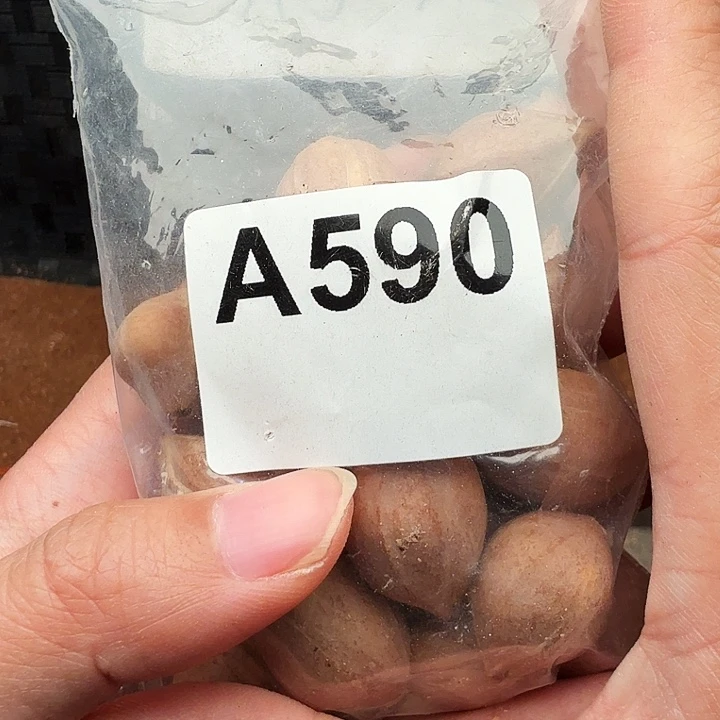 周***手串/手链橄榄核橄榄