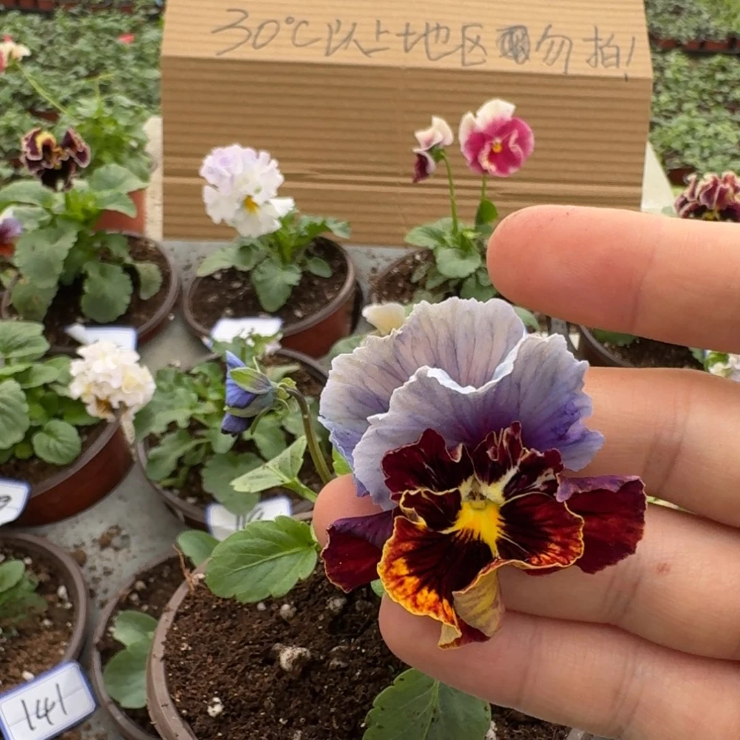 完全开放皱边角堇60