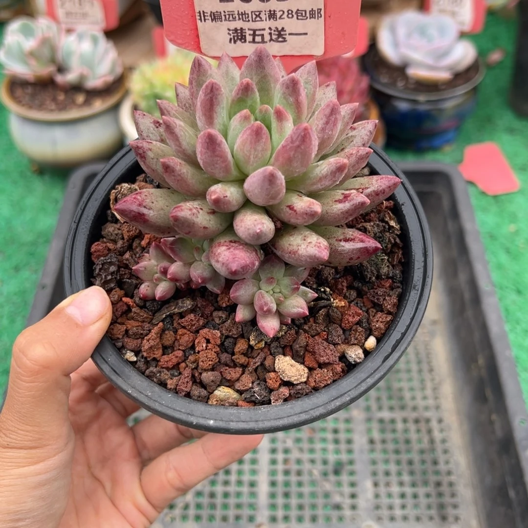 表妹精品多肉2063.