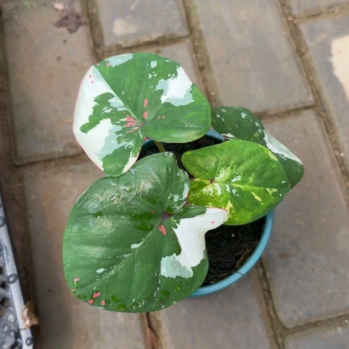 泰国彩叶芋36-0807