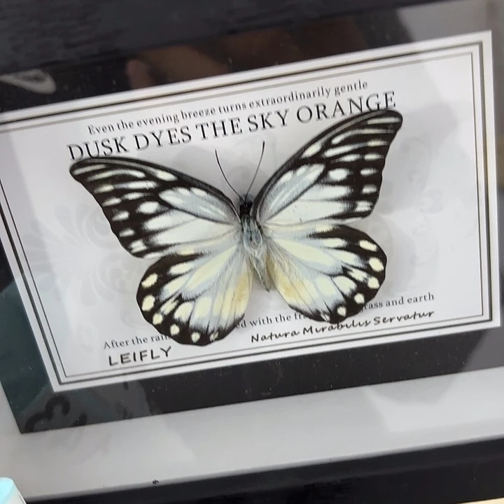 神***乐蝴蝶标本定制136@